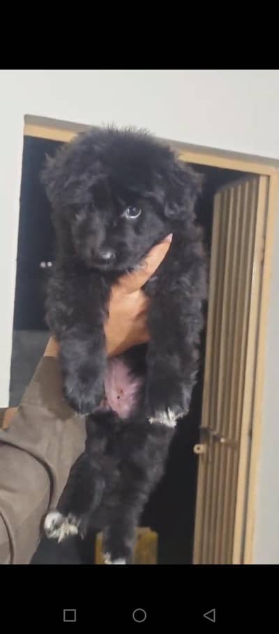 Top Qaulity Long Hair female Pup German shepherd