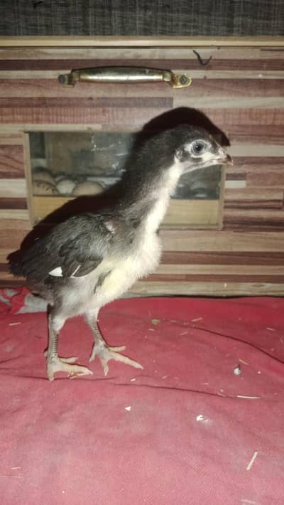 Golden sebright. Black Bantum. white bantum Aseel mushka silver sebright