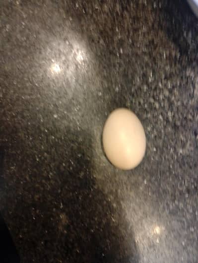 fresh desi organic eggs for sale