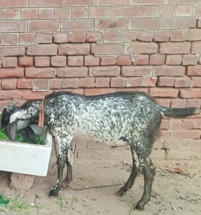 desi Goat