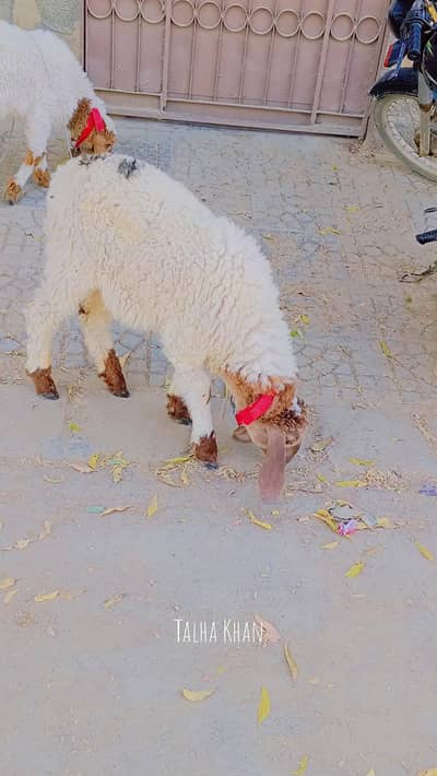 Dumba For Sell Qurbani 2026: 0302-2709429.