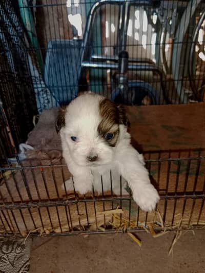Shitzu puppy 