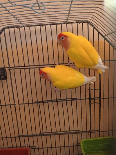 lotino breeder pair
