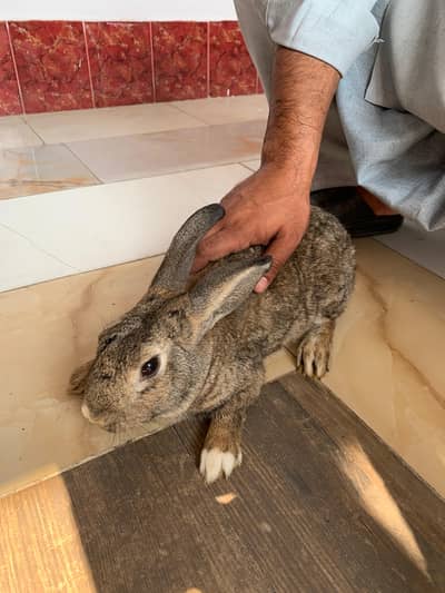 flemish rabbit beautiful for sale