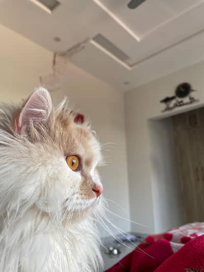 Persian siberian cat