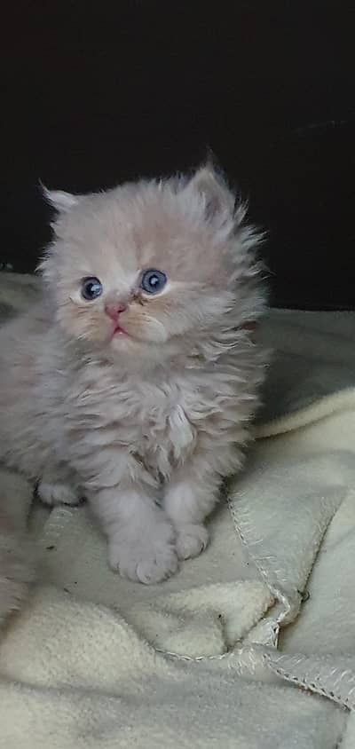 fawn kittens for sale