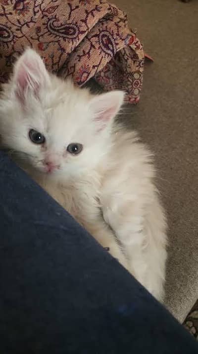White Persian kittens