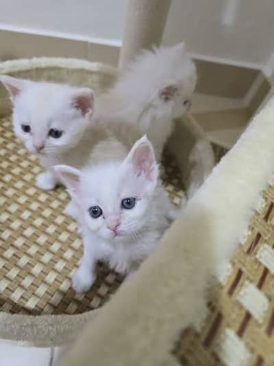 Persian kittens pair + mother