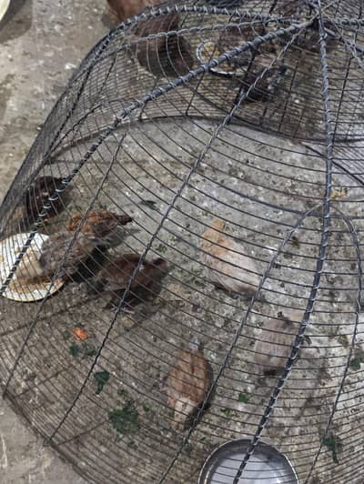 Hen baby Nasli Egg  see naklea hai 03022197223