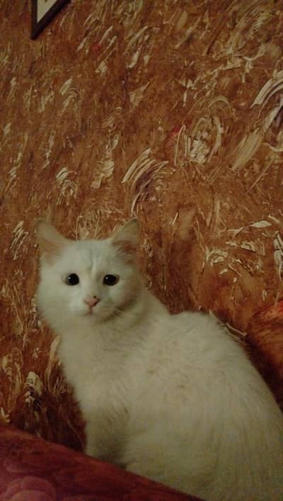 white Persian double coated female cat