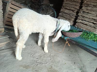 Kajla Male For sale.