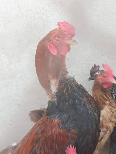 Desi Golden Misri Hens
