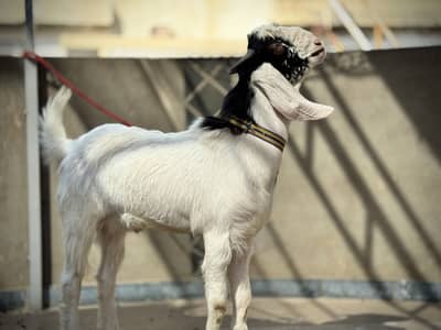 Andu bakra for qurbani