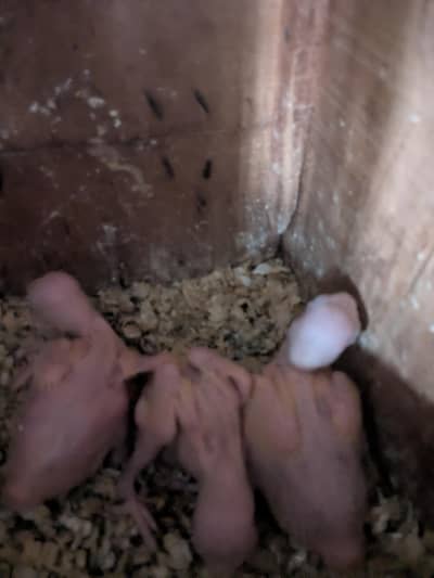 yellow chick's available