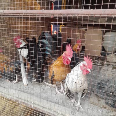 English Game japnese