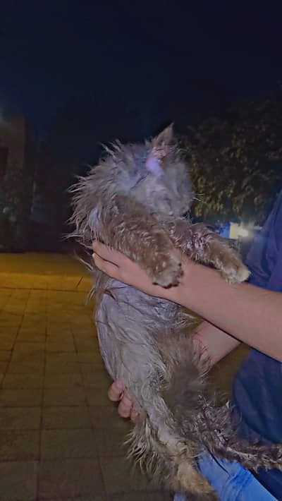 home grommed cat age 3.5 months