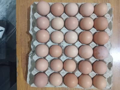Non fertile Lohmen brown fresh eggs | Rs. 360 per dozen