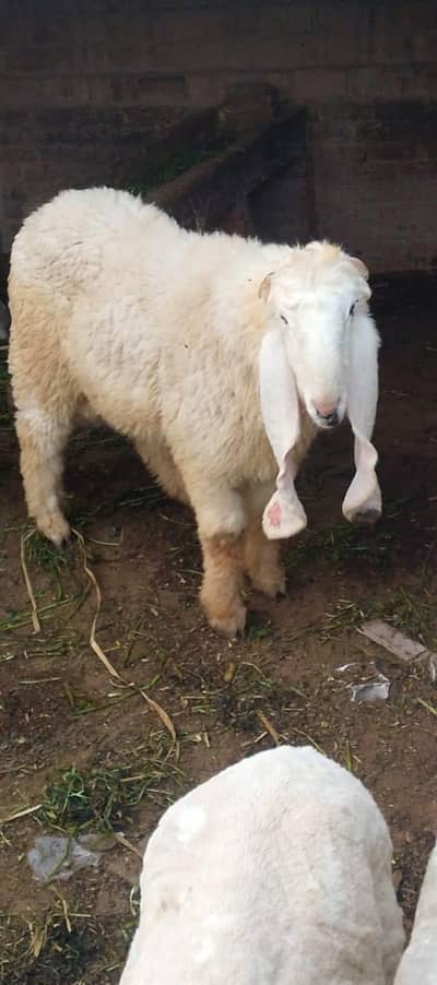 kajla Chatra For sale