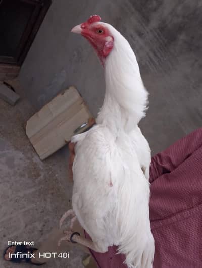 Aseel Heera male for sale