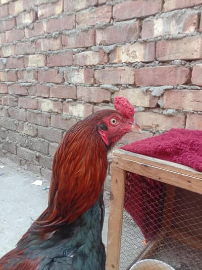 pure mian wali aseel patha awailable