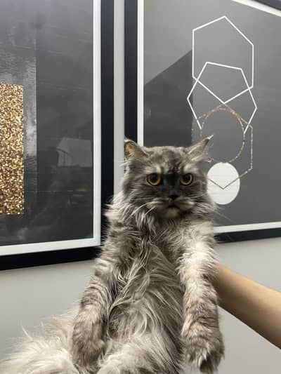 Punch face kitten for sell