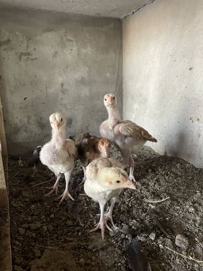 Pure mianwali chicks