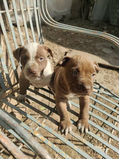 pure pitbull puppies rare breed