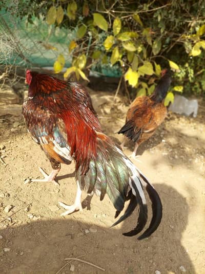 High quality aseel pair for sale