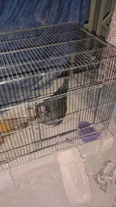 Aseel female ready for eggs