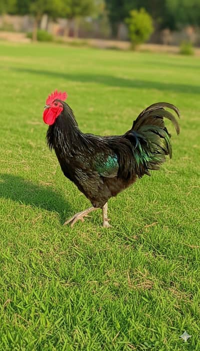 Australorp Heritage Male /Australop 0310 8678811