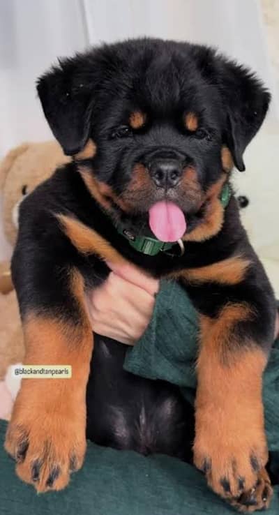 Rottweiler puppies high quality show class puppies important parrots