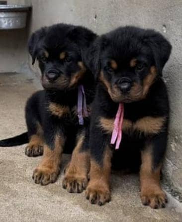 Rottweiler puppies high class high quality imported parents