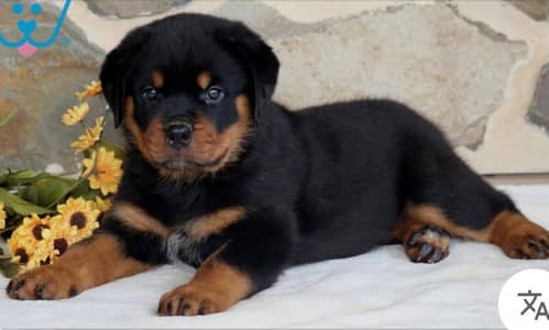 Rottweiler puppies high quality high class imported parents