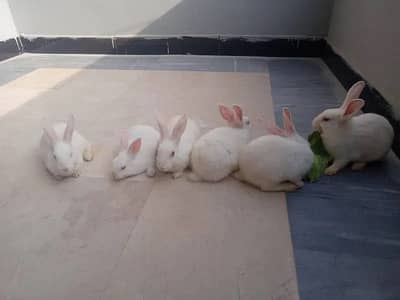 Rabbit Bunny For Sale