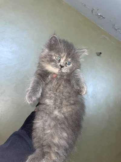 3 Persian kittens available triple coated
