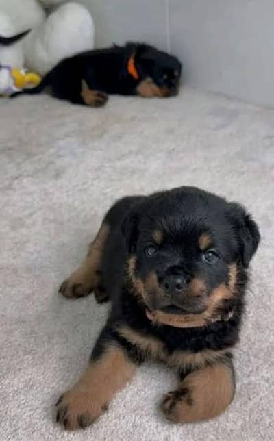 Rottweiler puppies high quality high class imported parents