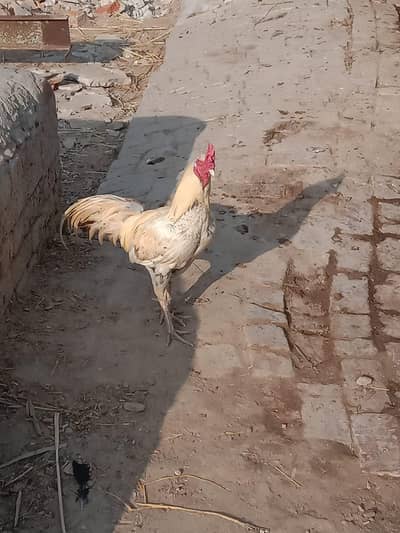 Asil Nasal Ka Pure Murgha For Sale – Strong & Healthy