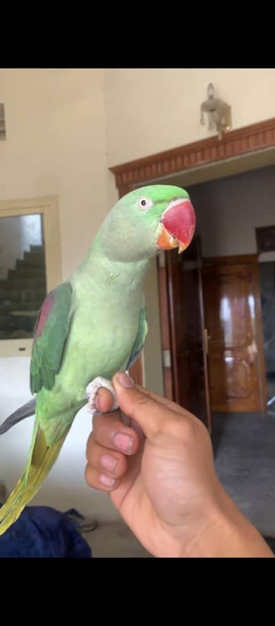 Raw Tame talking Breader femail