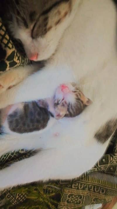 mother cat with kitten ,loving home needed (karachi)