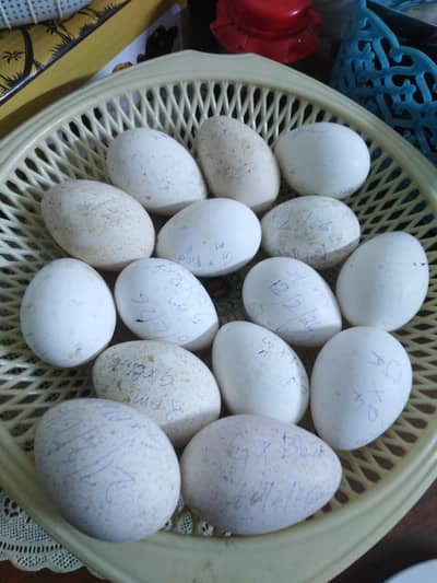 Turkey Eggs