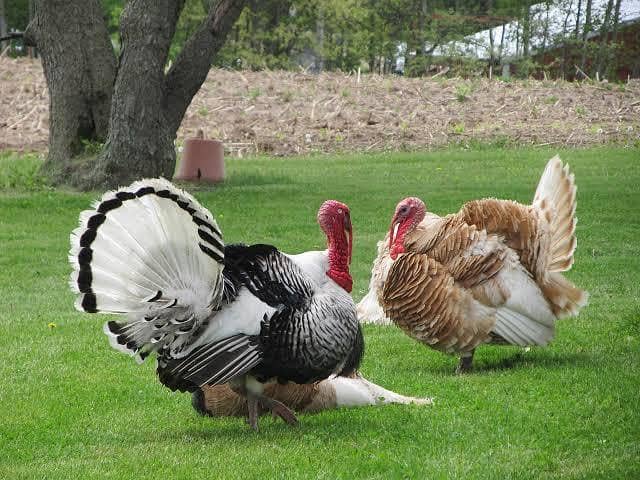 Turkey Eggs 1