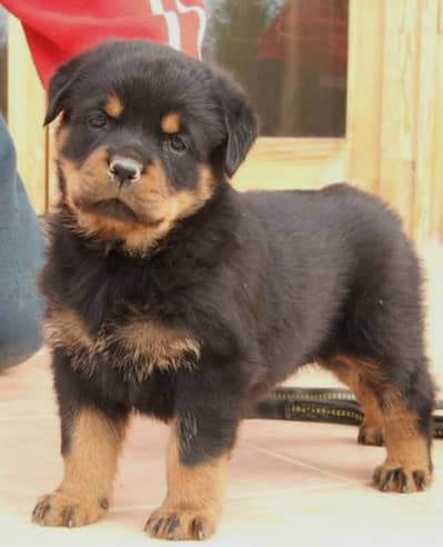 Rottweiler puppies high quality show class puppies parents imported