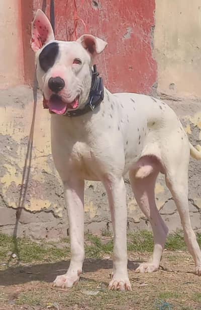 pure kuhati gultair male dubble body healthy and active for sale