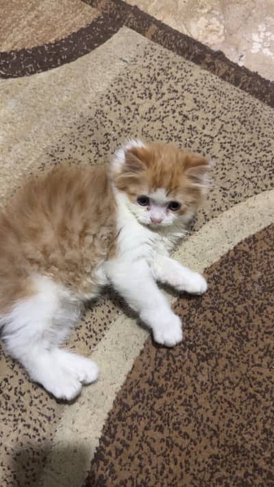 Persian Kitten