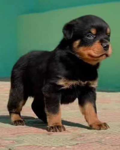 Rottweiler puppies high quality show class puppies parents imported
