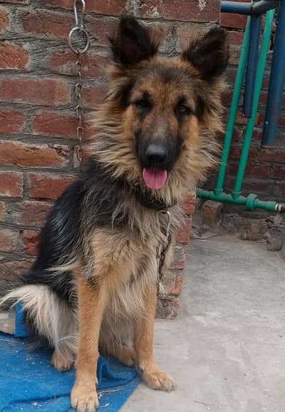 double cort Jarman shepherd female