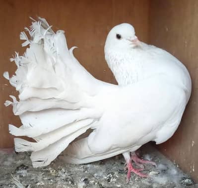 Top Quality White Fantail (Laka) Male - Full Active & Healthy