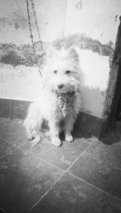 Russian female dog  for sale