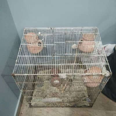 birds  cage