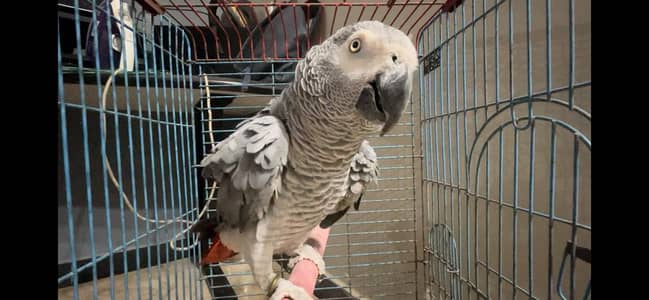 congo african gray